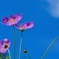 コスモス/ 秋桜