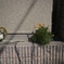 _A7C4409_DxO