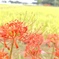 彼岸花
