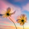 夕べの秋桜