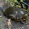 Ｋ川中流域・ミシシッピアカミミガメ思い切り足を延ばして・