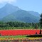 サルビアの花咲く休日。