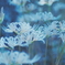 曼珠沙華・白