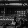 ZF0_0402