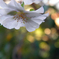 大したもんだぜ！　十月桜