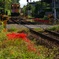 樽見鉄道花景色