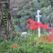 彼岸花
