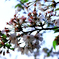 葉桜