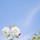 秋空と芙蓉
