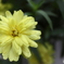 道端に咲く花