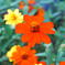 Paintgraphic5 Pro AI