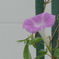 P1390005　朝顔