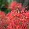 Fly and Spider Lily