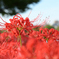 曼珠沙華