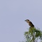 百舌鳥の季節