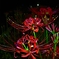 夜に紅