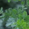 Ｇｒｅｅｎ・・・