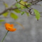 秋へと