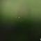 郷土の森