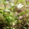 郷土の森