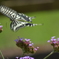 花と蝶MMMCDXXVI！