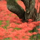 彼岸花