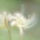 「Lycoris」