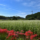 北山　蕎麦の花２