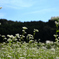 北山　蕎麦の花３