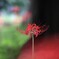 彼 岸 花