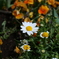 カンシロギクの花