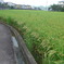 P1390006　9月の稲田