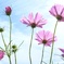 秋桜。