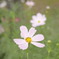 秋桜