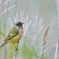 ノビタキ♂