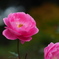 詩人の薔薇