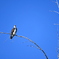 Pandion haliaetus carolinensis 9-24-25