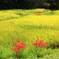 山間の水田