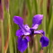 ２００８．５．９花の公園菖蒲１