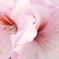 ２００８．５．９花の公園石南花２トリミング
