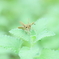 セセリ