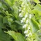 大葉(青紫蘇)の花