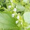 大葉青紫蘇の花