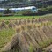 小田急沿線田園風景！