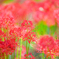_lycoris:high