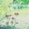 点在した蕾たちは。。。