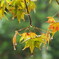 紅葉までもう少し