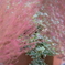 DSCF0234