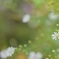 白いシオンの花
