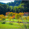 「山桜初秋」